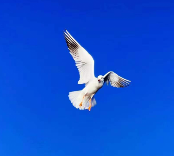 快來，瀘沽湖的冬日精靈，想和你交個朋友！