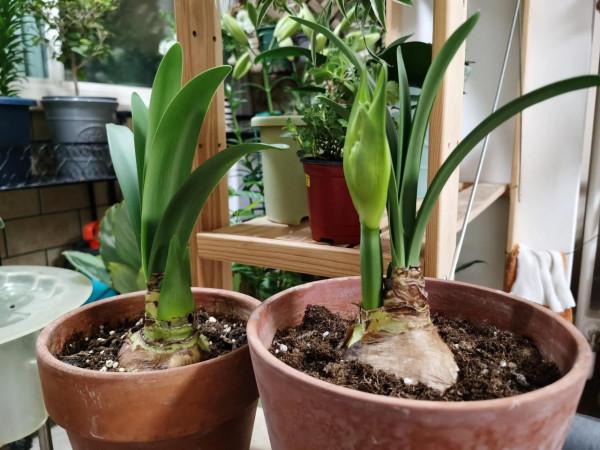 我的朱頂紅（三）