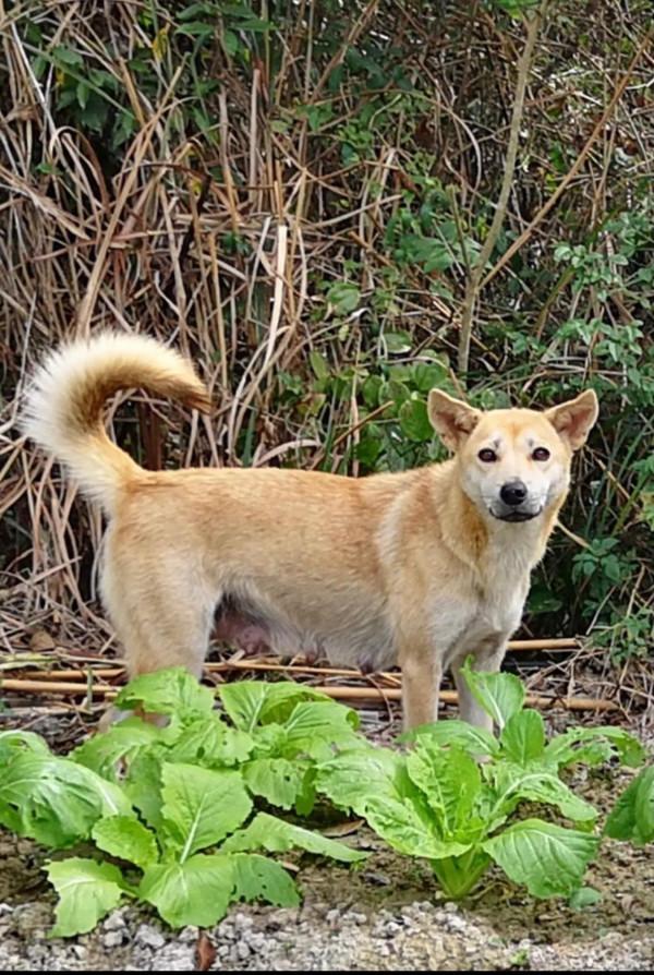 山莊記事：二妞的故事