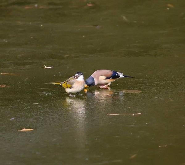 蠟嘴鳥與白頭鵯和諧相處，親密友好