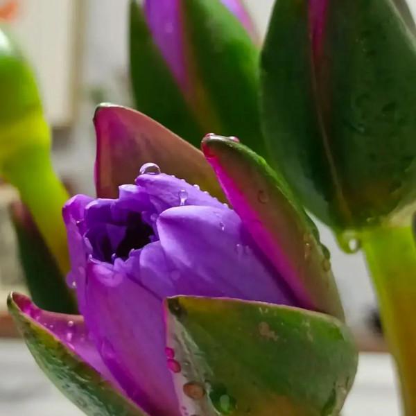 又是甜味瀰漫的一天