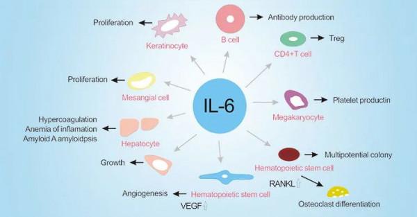 疼痛和炎症：恰當增肌，過量自斃——常識不可忽視