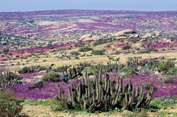 天然的火星模擬實驗場?世界旱極400多年沒下雨,為何仍有居民? 天然的火星模擬實驗場?世界旱極400多年沒下雨,為何仍有居民?