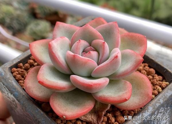 轟動、泡芙和阿瑪貝利，買3次的肉友不少吧？其實它是同一種多肉