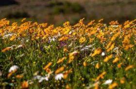 詠菊七絕三十首(30韻) 詠菊七絕三十首(30韻)