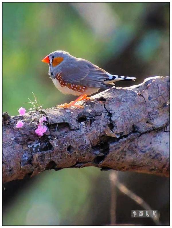 國際旅遊攝影網鳥類相簿--斑胸草雀