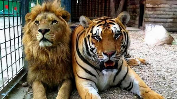 《西遊記》中的獅虎實力大比拼，結果毫無懸念
