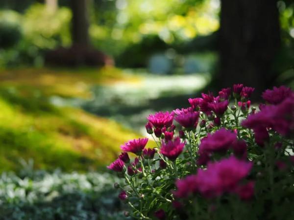 進入最佳觀賞期 進入最佳觀賞期