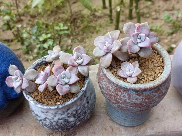 記錄肉肉的第一天