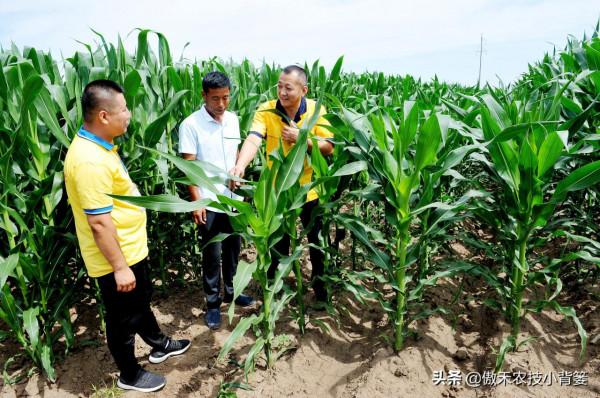 為什麼玉米11-12片葉後再打藥控旺會造成減產?原因有兩個 為什麼玉米11-12片葉後再打藥控旺會造成減產?原因有兩個