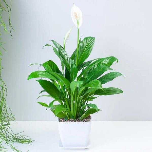 冬季花市最常見的植物哪些怕冷？這裡總結了十多種，你養過嗎