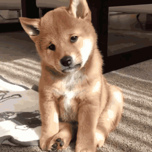 經常頭暈腦脹,小心大腦“缺血”了,2個動作幫你快速緩解 經常頭暈腦脹,小心大腦“缺血”了,2個動作幫你快速緩解