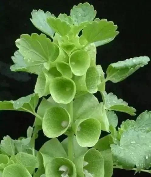 世界上100種奇花，你見過的有哪些