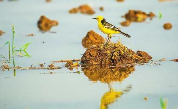 生物多樣性之美 | 百鳥樂園撫仙湖 生物多樣性之美 | 百鳥樂園撫仙湖