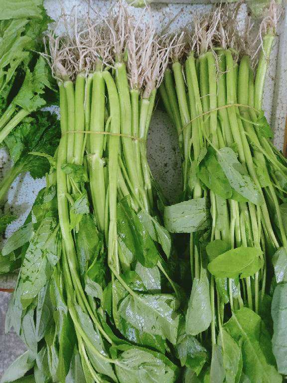 陽臺也能打造菜園子，現在種1個月後就能吃，省下多少買菜錢