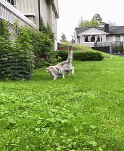 十二星座都適合養什麼貓?看到天蠍座的,不好意思沒忍住笑哈哈哈 十二星座都適合養什麼貓?看到天蠍座的,不好意思沒忍住笑哈哈哈