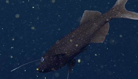 蒙特利灣水族館研究所2021年珍稀深海生物攝影盤點