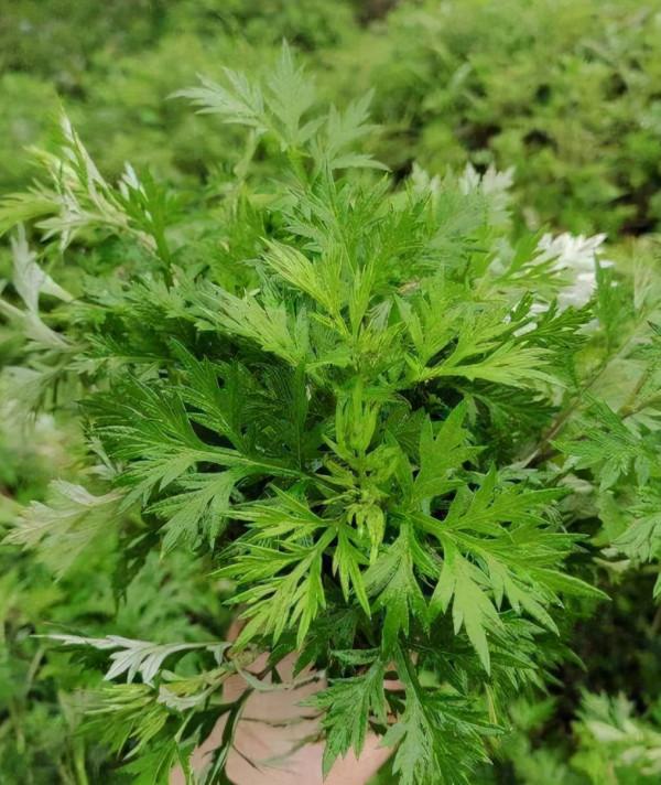 舌尖上的湖南,土家家常菜因為遠在深山而鮮有人能夠一飽口福 舌尖上的湖南,土家家常菜因為遠在深山而鮮有人能夠一飽口福