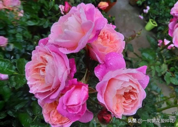 露養易黑斑12種月季，不建議全露養、地栽不遮雨養這些品種