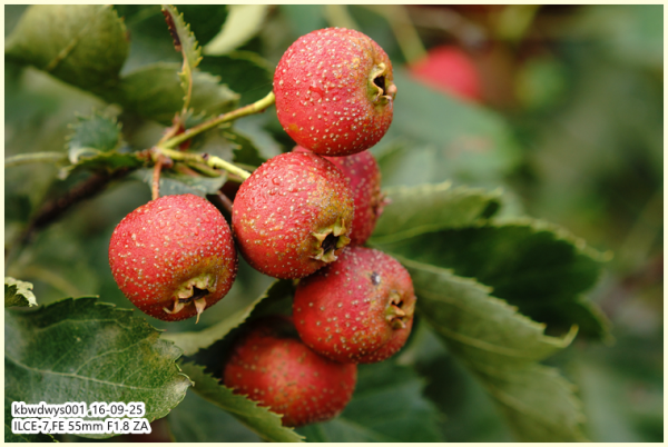 生活雜記：青州駝山山裡紅（20160927）