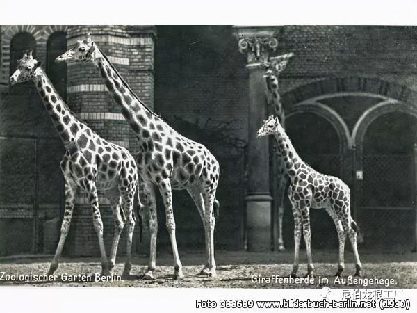 沒救了，燉了吧：二戰中的德國柏林動物園