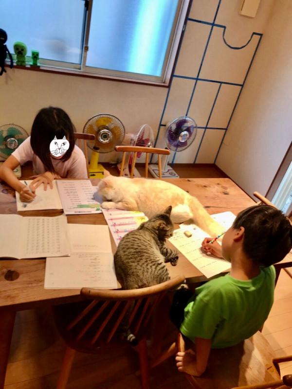 外國網友分享了一波趣味十足的貓片,看完又收穫一波好心情 外國網友分享了一波趣味十足的貓片,看完又收穫一波好心情