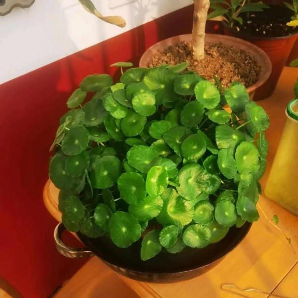 家裡養這5種花，噴水越多長得越旺，手勤快養得最好