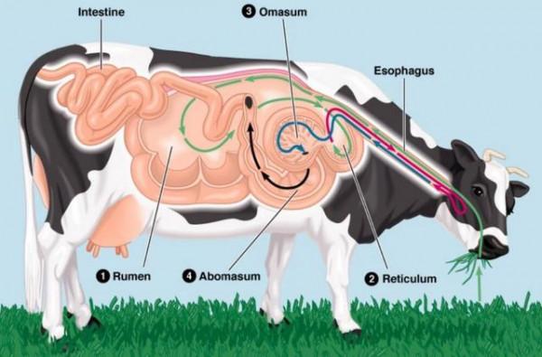 為什麼要在牛身上開個洞，還經常伸手進去掏，難道它們不會痛嗎？