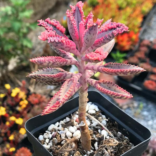 &OpenCurlyDoubleQuote;懶人&rdquo;就養這10種花，一個月不澆水也死不了，多曬少管更健壯