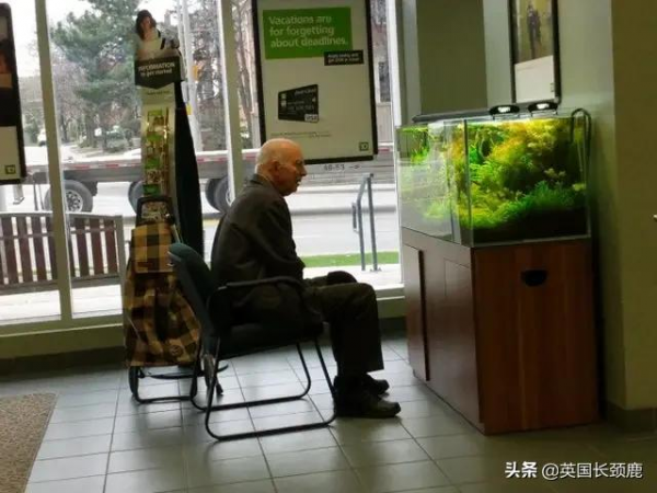 羊駝可以治療焦慮症？英國各地的動物解壓法真的可行