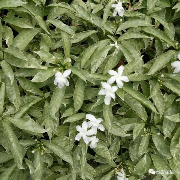 巴厘島旅遊之聽導遊講巴厘島 巴厘島旅遊之聽導遊講巴厘島