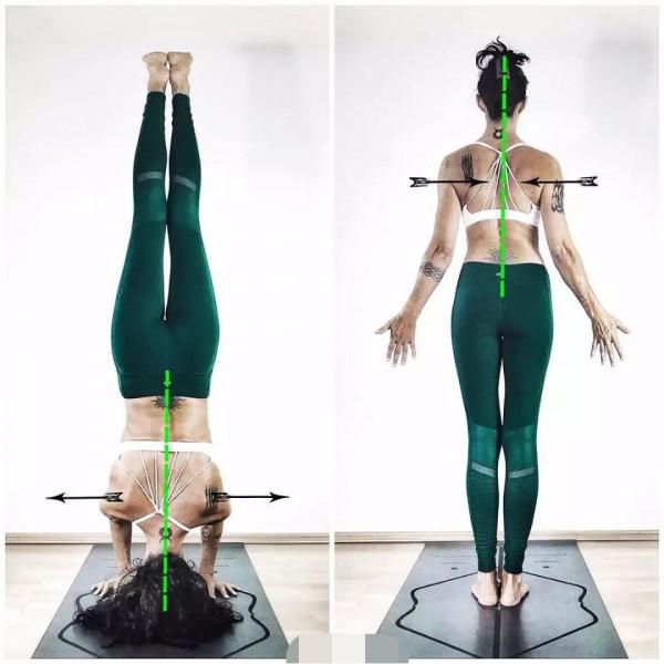 練瑜伽，這些解剖常識你要知道（附28個常見體式解剖圖）