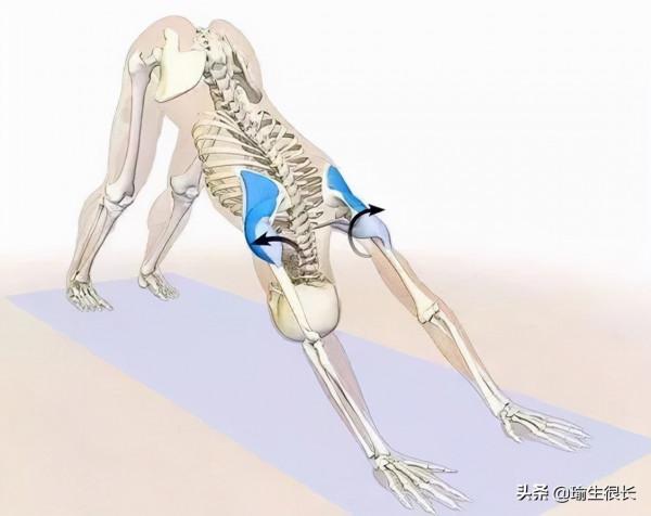 練瑜伽,下犬很重要,那為什麼要練下犬你知道嗎? 練瑜伽,下犬很重要,那為什麼要練下犬你知道嗎?