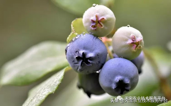 暖棚藍莓升溫前這些要點要注意!實用好文 暖棚藍莓升溫前這些要點要注意!實用好文