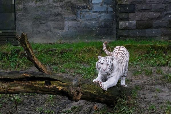 &OpenCurlyDoubleQuote;虎虎生威&rdquo;