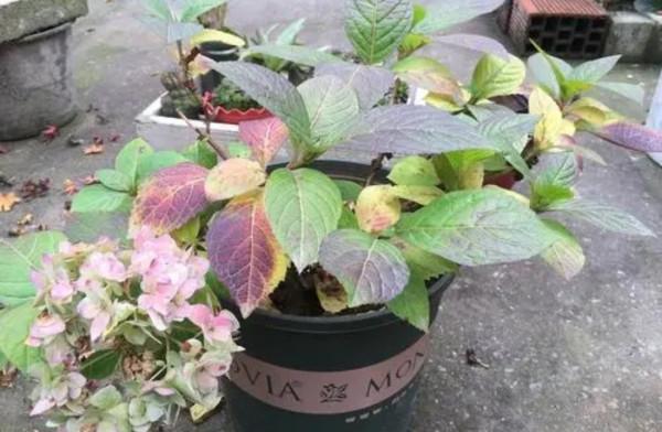 5種花很怕凍，不能露天養，不然難過冬