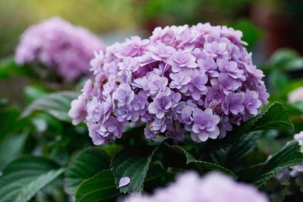 5種秋冬“休眠”花，別老澆水，爛根還容易凍壞