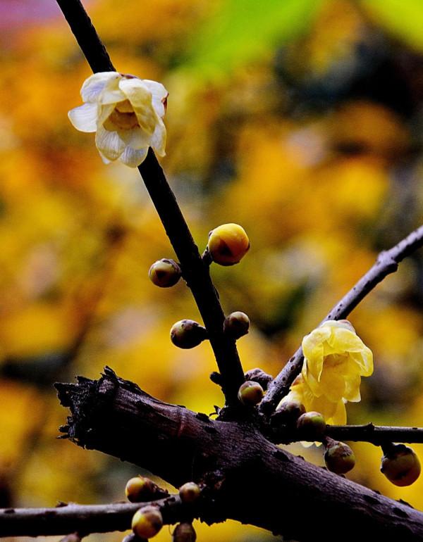 臘梅·白梅·紅梅：三梅齊放