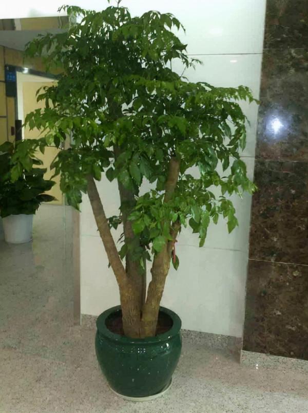 客廳最適合養“3種樹”，既高檔，又能助健康，懂樹的人都會養