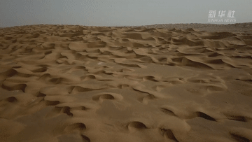 騰格裡沙漠邊緣，有這樣一個“動植物樂園”