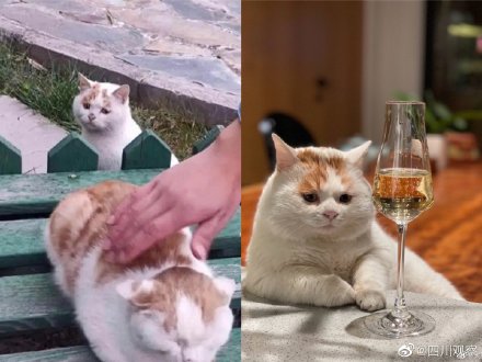 幸福來得太快!表情包委屈貓貓被領養 幸福來得太快!表情包委屈貓貓被領養