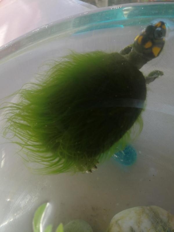 我家養了一隻&OpenCurlyDoubleQuote;綠毛龜&rdquo;