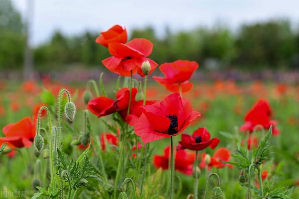 5種“漂亮花”，個個“不吉利”，你家養過沒有？