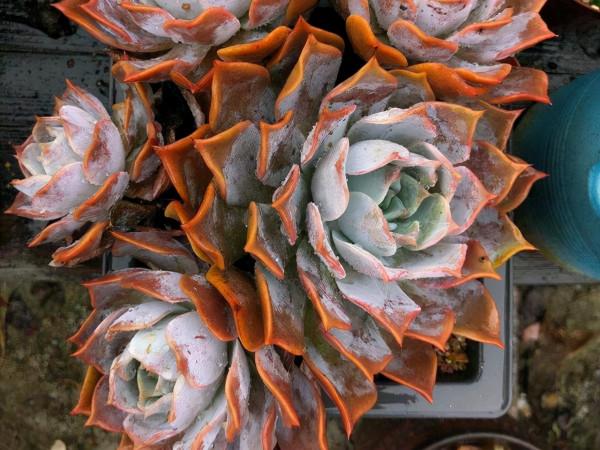 露西娜,皮實好養易度夏,一款新手都能養好的多肉,口碑非常好 露西娜,皮實好養易度夏,一款新手都能養好的多肉,口碑非常好