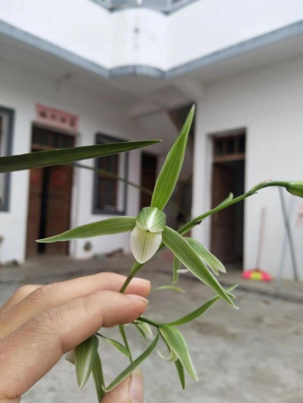 潘頌和-選育鑑賞寒蘭的十個方面