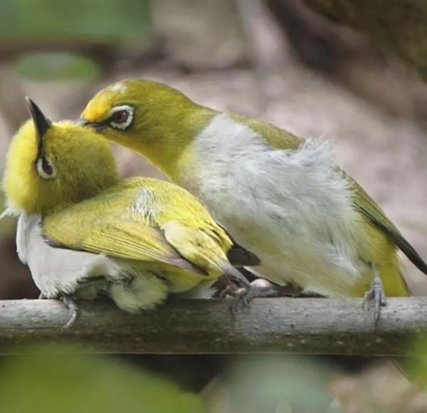 一對對鳥兒!相棲相伴、相親相愛 一對對鳥兒!相棲相伴、相親相愛