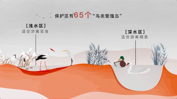 資料揭秘多樣性背後的秘密——鳥為啥越來越多