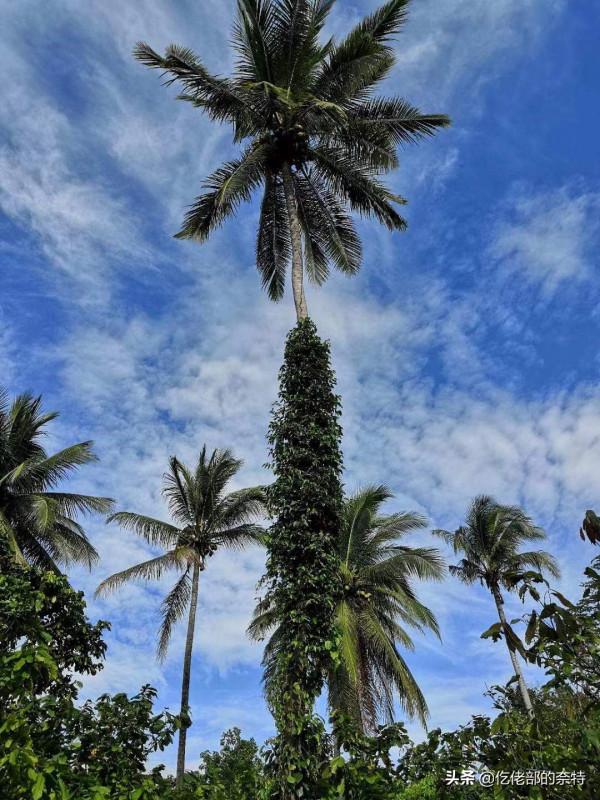 太平洋島國索羅門群島上的原住民生活掠影