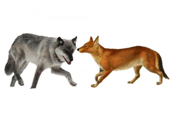 野生數量不足五千！瀕危物種“豺狼虎豹”之首現身雲南，有多可怕