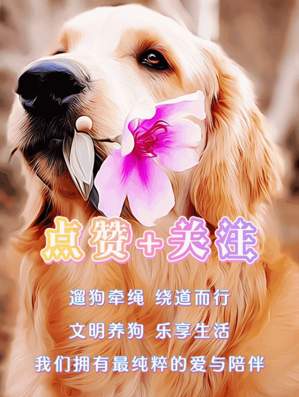 一隻天生缺陷的狗崽，努力活了68天，在“安樂”中離開